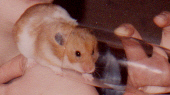 hamster2.jpg (16692 Byte)
